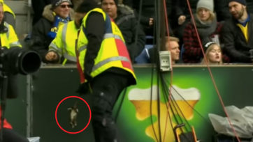 В игрока «Копенгагена» во время матча бросили дохлую крысу