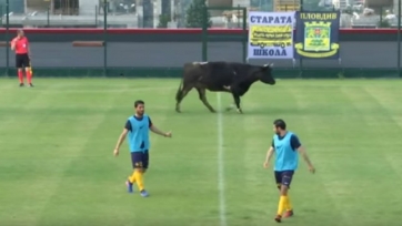 Бык и собака выбежали на поле во время матча в Болгарии (видео)